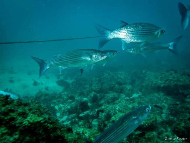 Very First Scuba Dive Experience in the Ocean from Peniche - Who Should Consider This Tour?