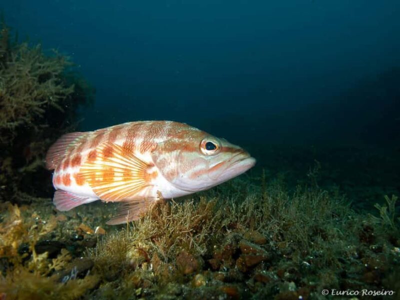 Very First Scuba Dive Experience in the Ocean from Peniche - FAQ