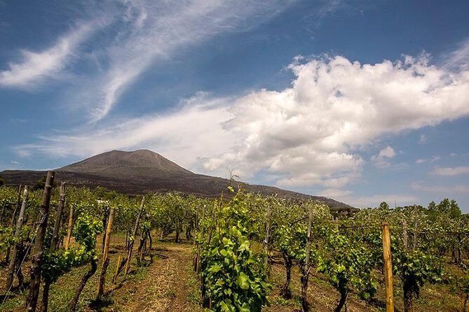 Vesuvio Gran cono + Wine Tasting & Lunch + Transfer from Naples - A Deeper Look at the Vesuvius Gran Cono + Wine Tasting & Lunch Tour