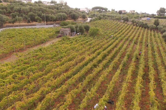 Vesuvius wine tasting with company tour - A Detailed Look at the Vesuvius Wine Tasting Experience