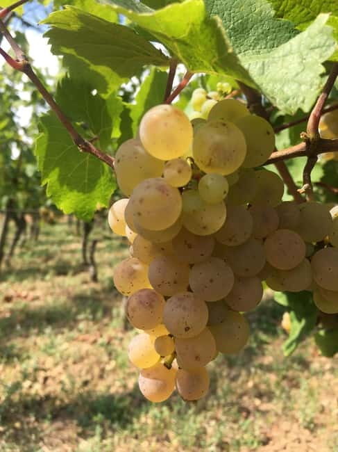 Vgtlinshoffen: Alsace Wine Tasting - Key Points