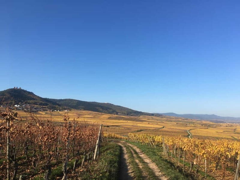 Vgtlinshoffen: Alsace Wine Tasting - A Deep Dive into the Experience