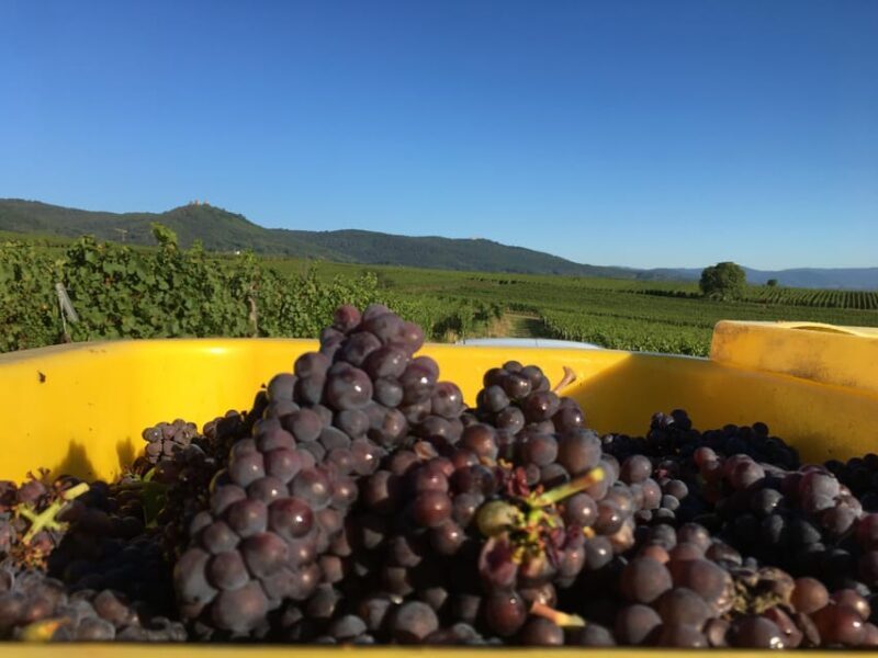 Vgtlinshoffen: Alsace Wine Tasting - Who Will Love This Tour?