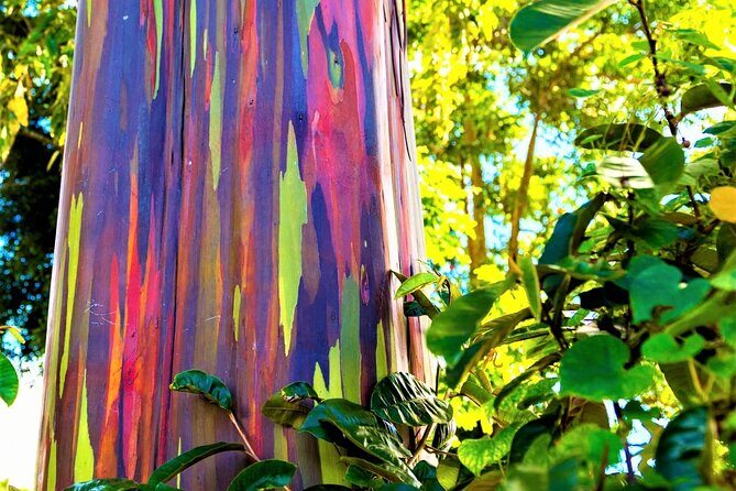 Viator Exclusive: Maui Tropical Rainforest Small Group Tour - Starting in Paia: The Historic & Cultural Heart
