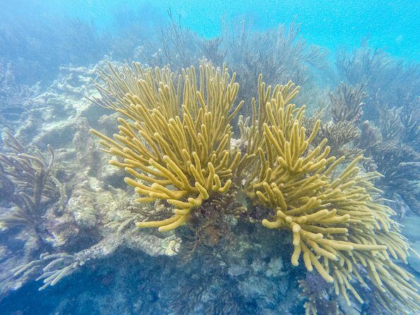 Viator Exclusive: Tulum Ruins, Reef Snorkeling, Cenote and Caves - Visiting the Cenote: A Natural Refreshing Escape