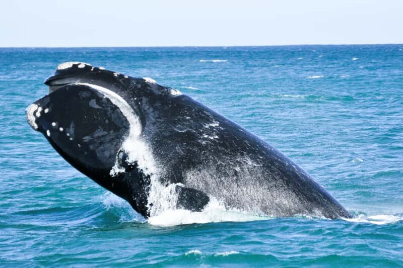 Victor Harbor: Southern Ocean Adventure Cruise with Guide - The Itinerary and What Makes Each Stop Special