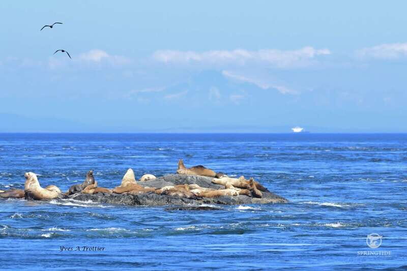 Victoria: 3-Hour Whale Watching Tour - Authentic Experiences from Travelers