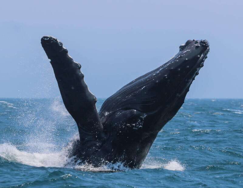 Victoria: 3-Hour Zodiac Whale-Watching Tour - An Authentic, Action-Packed Adventure