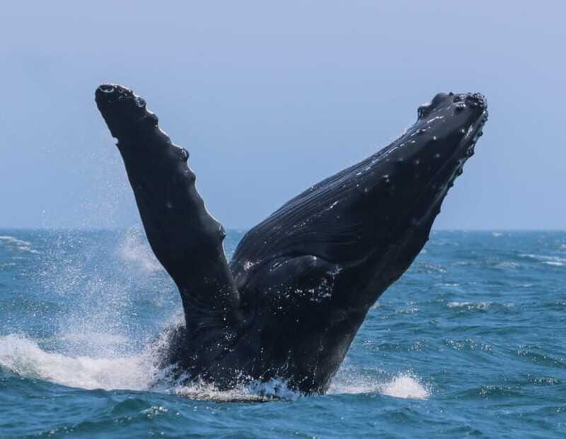 Victoria: 3-Hour Zodiac Whale-Watching Tour - Final Thoughts