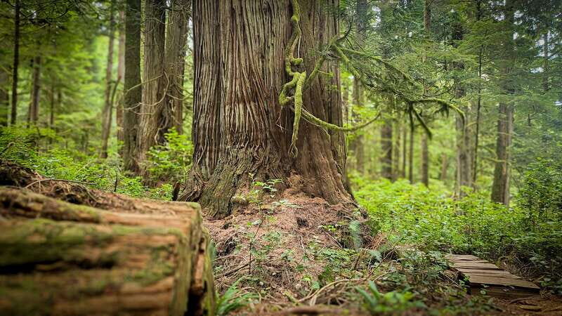 Victoria: 4-Day Tofino and Port Renfrew Tour with Flights - A Closer Look at the Itinerary