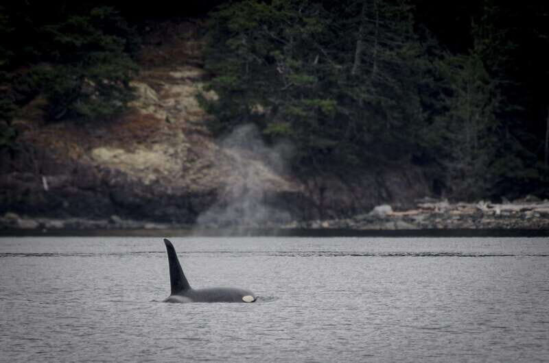 Victoria: 4-Day Tofino and Port Renfrew Tour with Flights - What Makes This Tour Stand Out