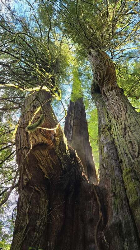 Victoria: 4-Day Tofino and Port Renfrew Tour with Flights - Practical Considerations