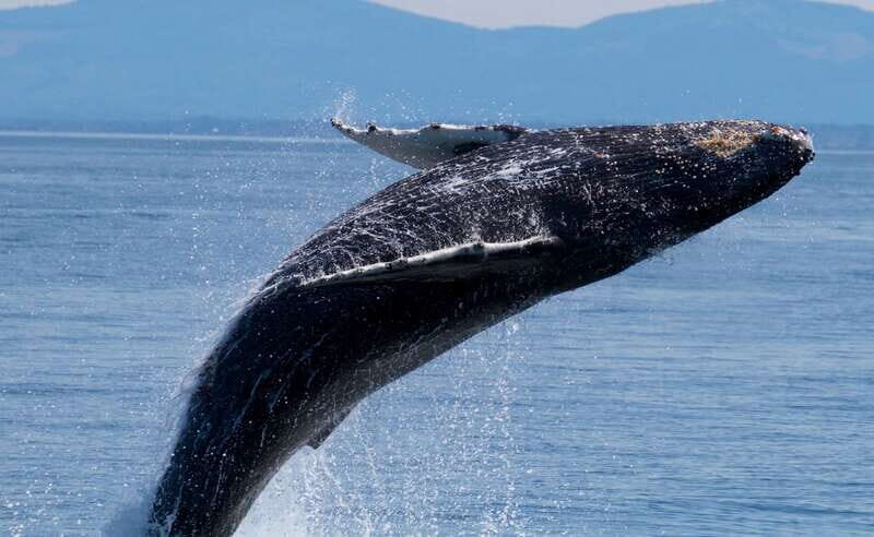 Victoria BC: 3 Hour Expedition Catamaran Whale Watching Tour - An Honest Look at the Experience