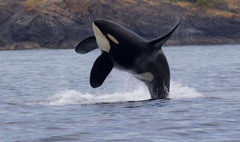 Victoria, BC: 3-Hour Ultimate Whale & Marine Wildlife Tour - An In-Depth Look at the Victoria Marine Wildlife Tour