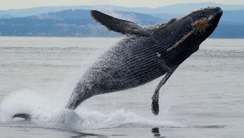 Victoria, BC: 3-Hour Ultimate Whale & Marine Wildlife Tour - Frequently Asked Questions