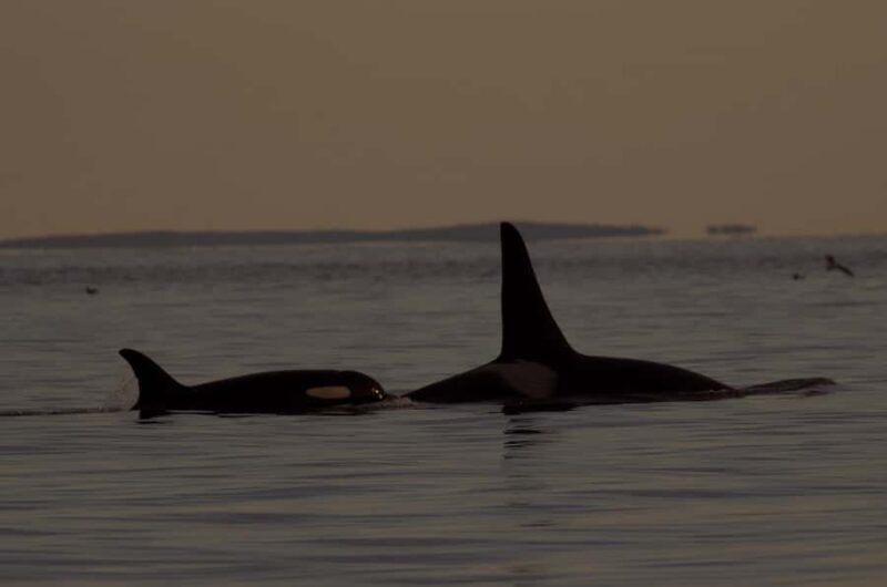 Victoria, BC: Sunset Whale Watching Tour - Key Points