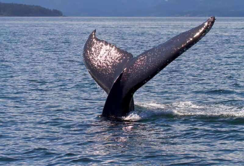 Victoria, BC: Sunset Whale Watching Tour - Why This Tour Stands Out
