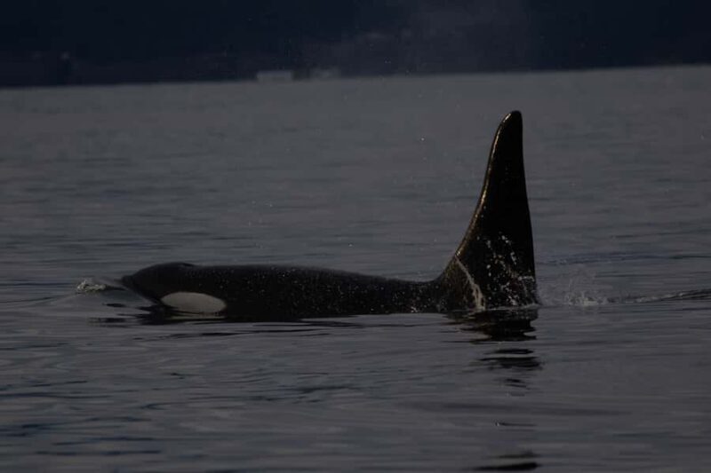 Victoria, BC: Sunset Whale Watching Tour - What Travelers Say