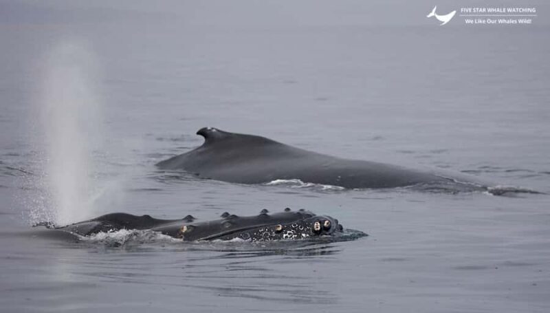 Victoria, BC: Sunset Whale Watching Tour - Practical Details