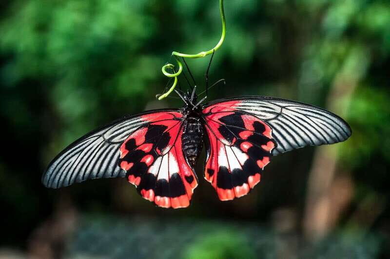 Victoria: Butterfly Gardens Admission Ticket - An In-Depth Look at Victoria Butterfly Gardens