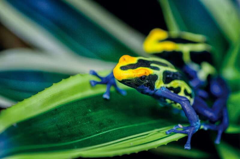 Victoria: Butterfly Gardens Admission Ticket - The Butterfly Experience