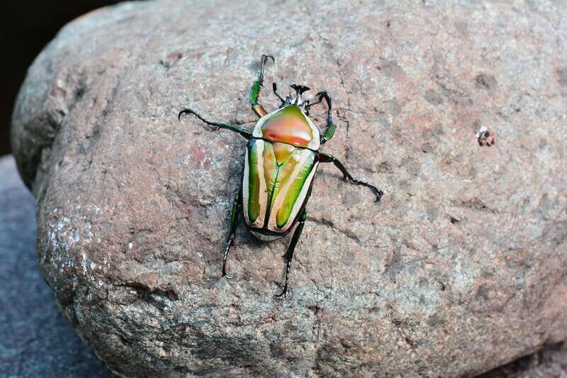 Victoria: Butterfly Gardens Admission Ticket - The Insectarium and Wildlife