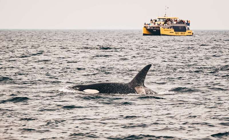 Victoria: Covered Whale Watching Adventure with Free Photos - Price, Value, and Overall Experience