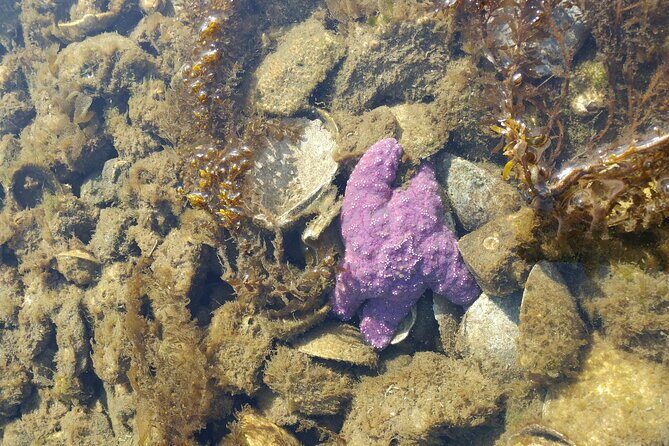 Victoria Ferry connector Waterfall Vista, Rainforest and Aquarium - FAQs