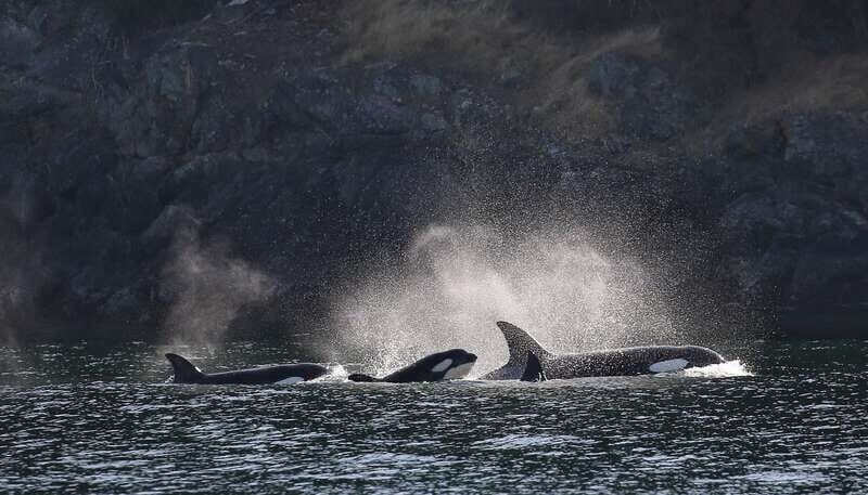 Victoria: Guided Wildlife-Watching Tour by Catamaran - Pricing and Value