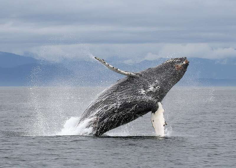 Victoria: Guided Wildlife-Watching Tour by Catamaran - Who Will Love This Tour?