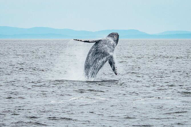 Victoria Half-Day Whale Watching Adventure with Free Photos - The Photo Package and Educational Extras
