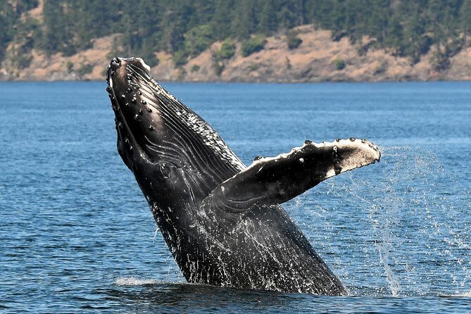 Victoria Marine Wildlife Tour - The Value of the Experience