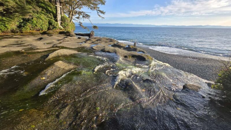 Victoria: Old Growth Rainforest Canyon Waterfall and Beaches - Who Will Love This Tour?