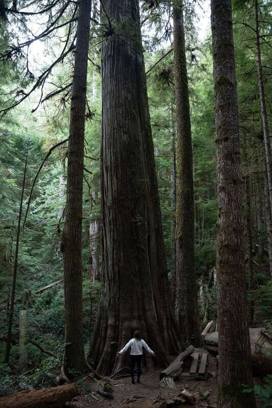 Victoria: Old Growth Rainforest Canyon Waterfall and Beaches - FAQ
