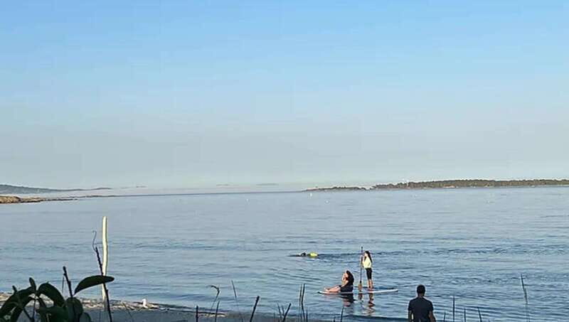 Victoria: Paddle Board Tour at Willows Beach - Who Will Love This Tour?