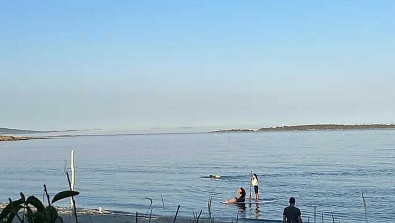 Victoria: Paddle Board Tour at Willows Beach - FAQ