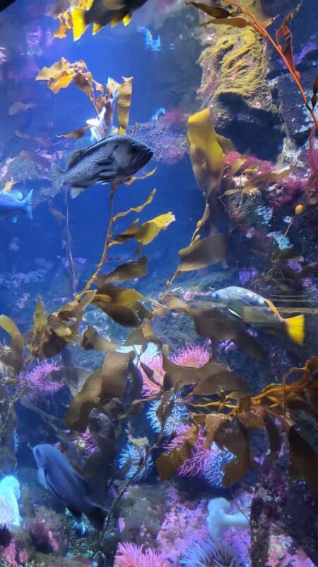 Victoria; Peninsula Butchart Garden, Aquarium and Rainforest - An In-Depth Look at the Victoria Peninsula Tour