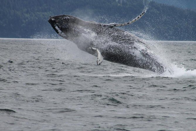 Victoria Shore Excursion: Whale-Watching Cruise with Expert Naturalist Guides - Key Points