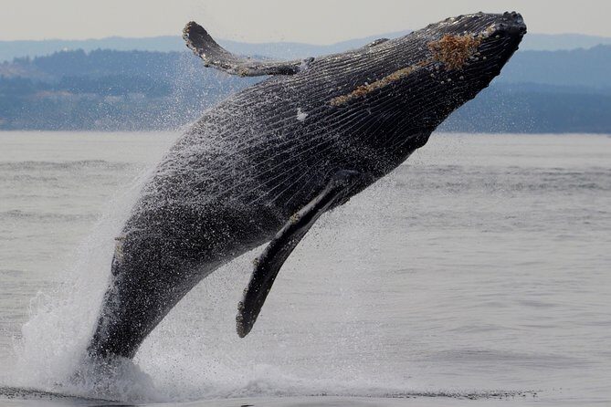 Victoria Shore Excursion: Whale-Watching Cruise with Expert Naturalist Guides - Analyzing the Value: Price, Length, and Experience