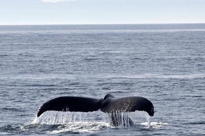 Victoria Shore Excursion: Whale-Watching Cruise with Expert Naturalist Guides - FAQ
