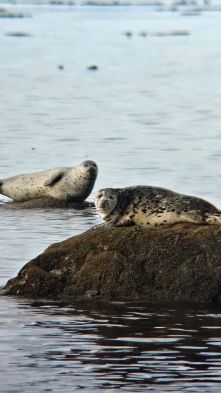 Victoria West Coast Wildlife, Old Growth and Waterfalls - Practical Details