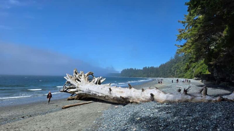Victoria West Coast Wildlife, Old Growth and Waterfalls - Final Thoughts: Who Would Love This Tour?