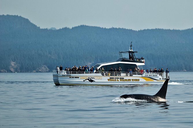 Victoria Whale and Wildlife Cruise - Exploring the Experience in Detail