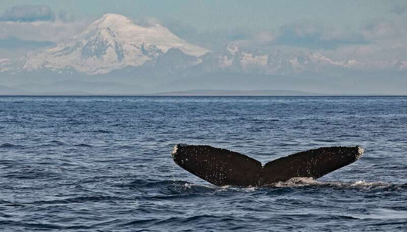 Victoria: Whale and Wildlife Semi-Covered Boating Tour - The Experience: What Travelers Say