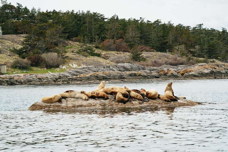 Victoria: Whale Watching Adventure in a Zodiac Boat - Key Points