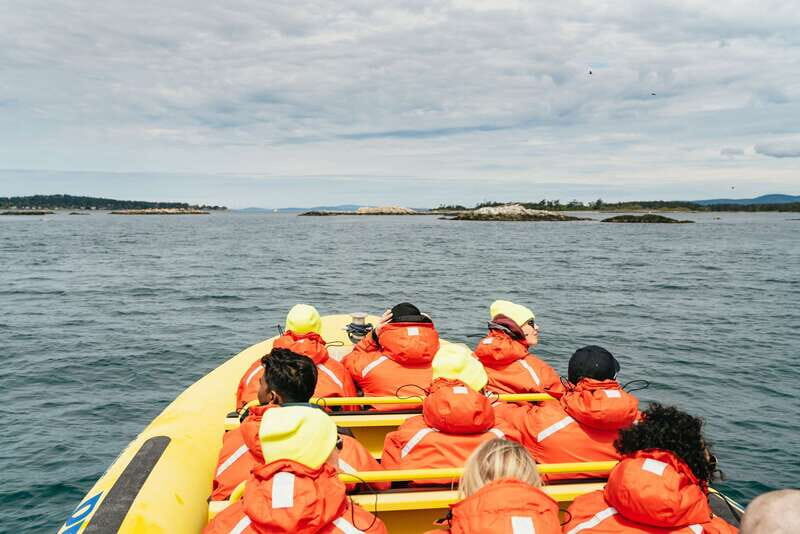 Victoria: Whale Watching Adventure in a Zodiac Boat - An Authentic Sea Adventure: What to Expect