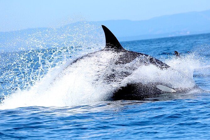 Victoria Whale Watching Cruise with Expert Naturalists - FAQs