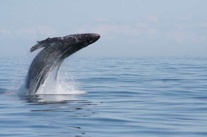 Victoria: Whale Watching Marine Wildlife Excursion Zodiac - FAQs