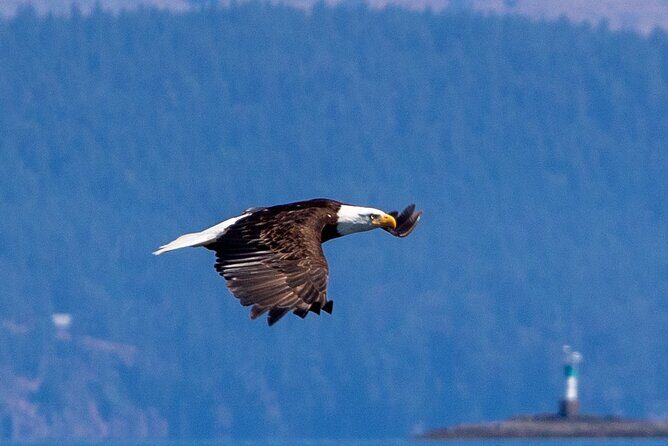 Victoria Whale Watching Tour on a Covered Vessel - The Bottom Line: Who Should Book This Tour?