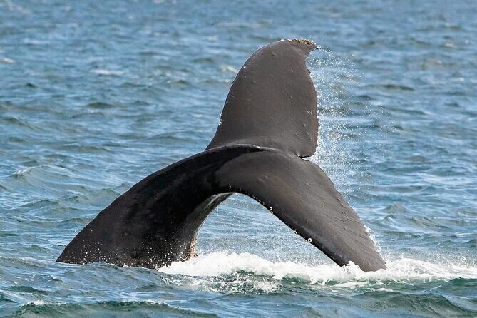 Victoria Whale Watching Tour on a Covered Vessel - FAQs